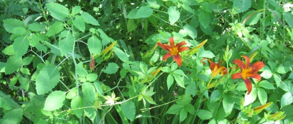 Day Lilly flowers are edible and Jewel Weed is a remedy for Poison Ivy