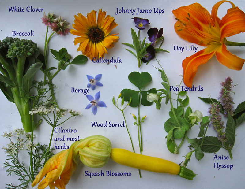 ... out the variety of edible flowers blooming in my garden right now